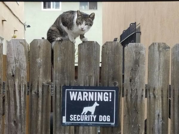 cat - Warning! Security Dog