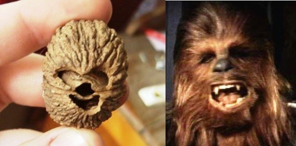 A walnut that looks like Chewbacca