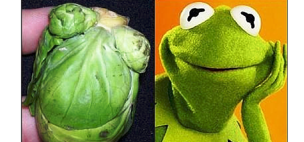 Brussels sprout that looks like Kermit