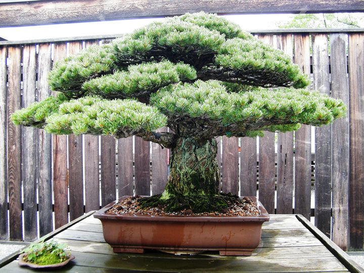 This 390 year-old bonsai tree survived Hiroshima