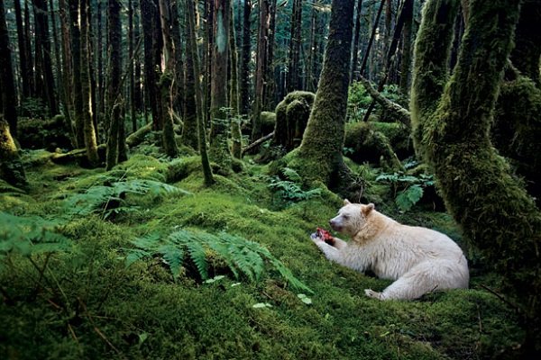 23 truly Canadian photos