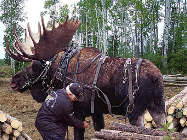 23 truly Canadian photos