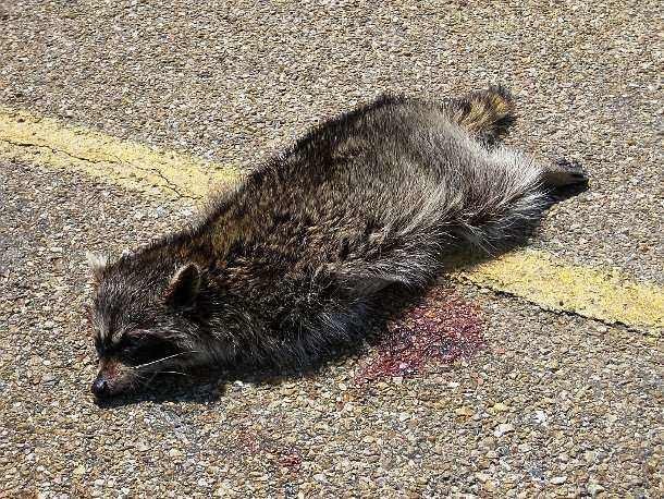 With the traffic getting denser and denser, the amount of animals killed by vehicles has increased to the point that road kill collectors have become needed on the roads. These people are responsible for locating, removing and disposing of road kills.