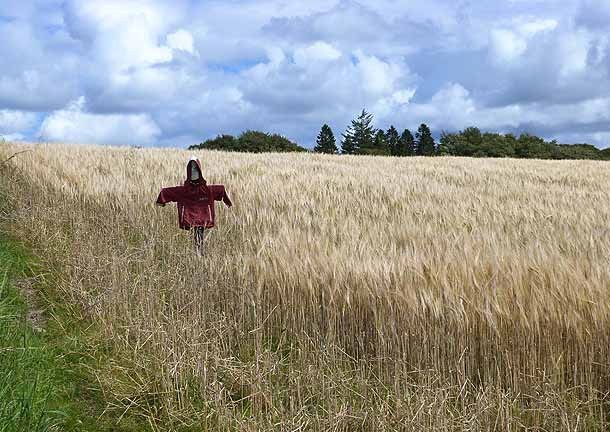 Dressed up in old tattered clothes with large holey hats, walking around a field – this is how several students have really ended up, performing the job of a human scarecrow.