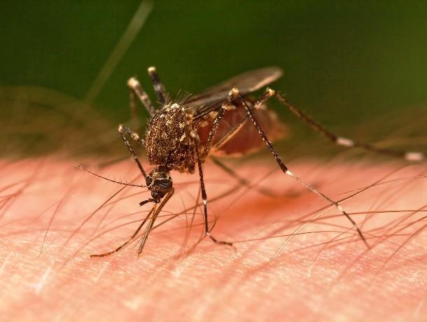 Several Brazilian researchers voluntarily turned themselves into mosquito bite victims for scientific purposes. They performed this painfully bad job as a part of a project to combat malaria.