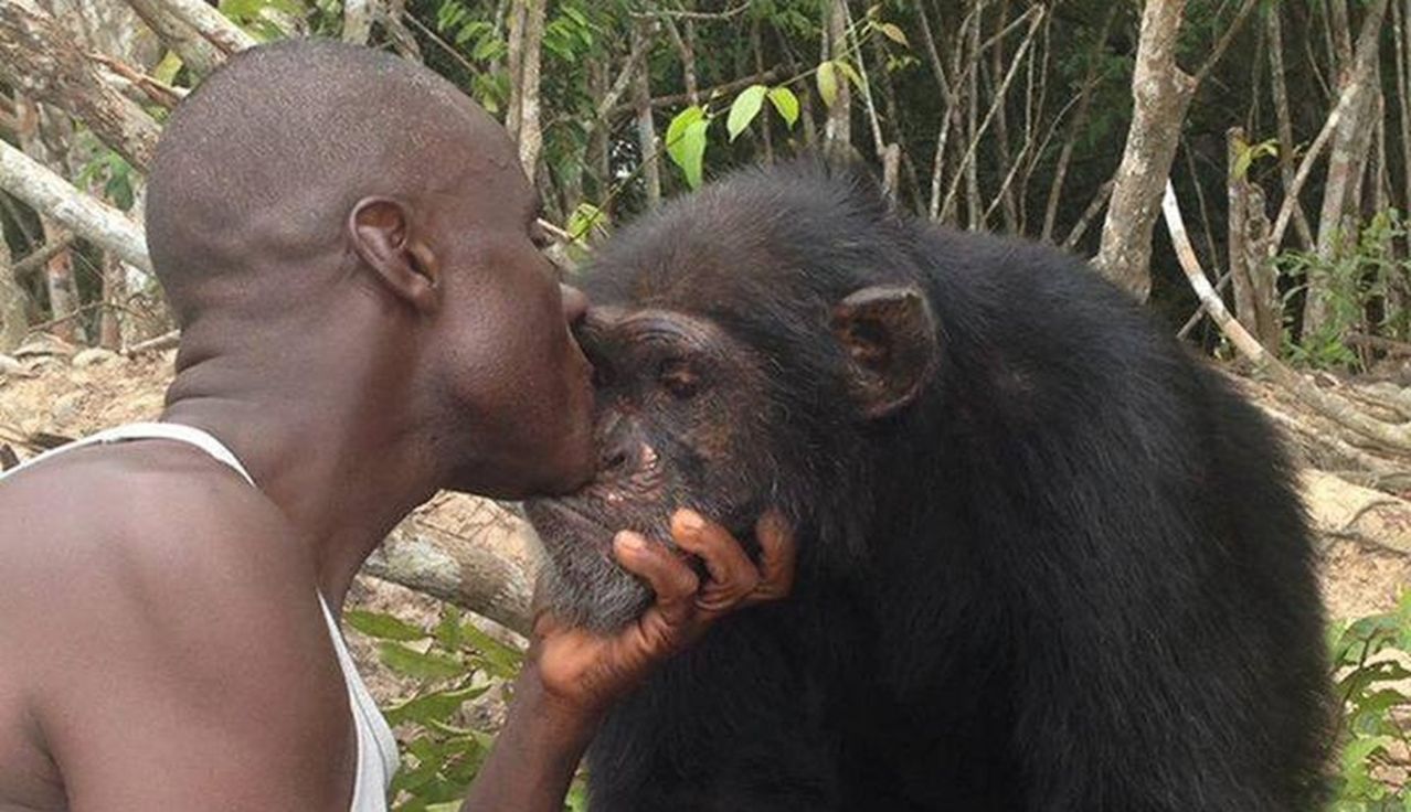 Ponso, a roughly 40-year-old chimp, who was dumped on an abandoned island off the Ivory Coast more than 30 years ago after being used for medical testing. He relies on the kindness of a nearby villager, Germain, who’s dropped off bananas and bread for him ever since he was left to die