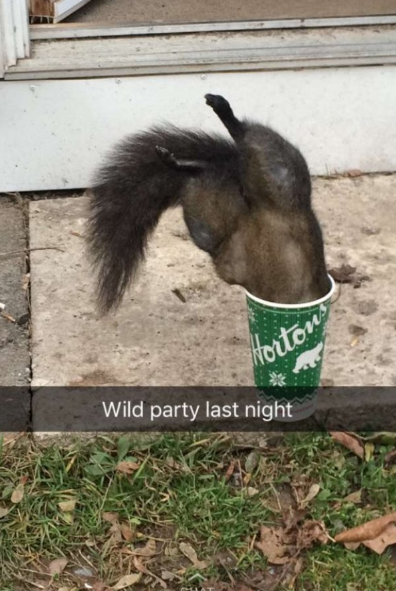 Nontot Wild party last night