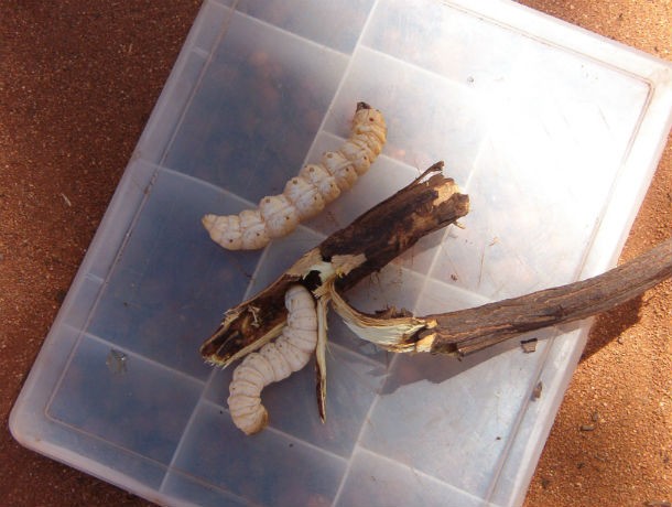 One of the best-known bush foods is also one of the more elusive. The grub is the larva of a moth and generally only found in central Australia.