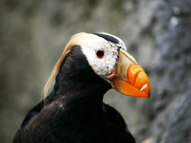 Kiviak is a traditional wintertime Inuit food from Greenland that is made of auks (a type of bird) preserved in the hollowed-out body of a seal for seven months. The bird ferments during this time, after which they are eaten for birthdays and weddings.