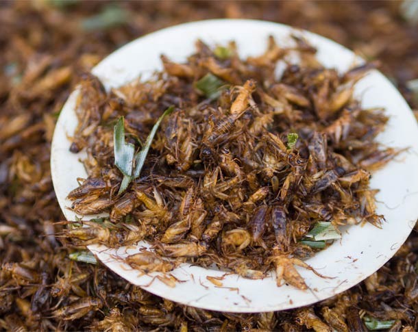 Jing leed is one of the most common insects for snacking in Thailand. They are 1.5 inch-long deep fried crickets seasoned in Golden Mountain sauce and pepper. Those who have tried these snacks say they’re delicious! Would you try one?