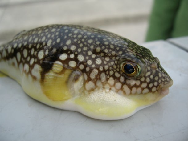 This is not exactly disgusting or repulsing but it is one of the deadliest foods (and yet people continue to eat it…WHAT’S WRONG WITH YOU PEOPLE!). The intestines, ovaries, and liver of fugu, or blowfish as we call it in the United States, contain a poison called tetrodotoxin that is 1,200 times deadlier than cyanide. The toxin is so powerful that a lethal dose is smaller than the head of a pin, and a single fish has enough poison to kill thirty people.