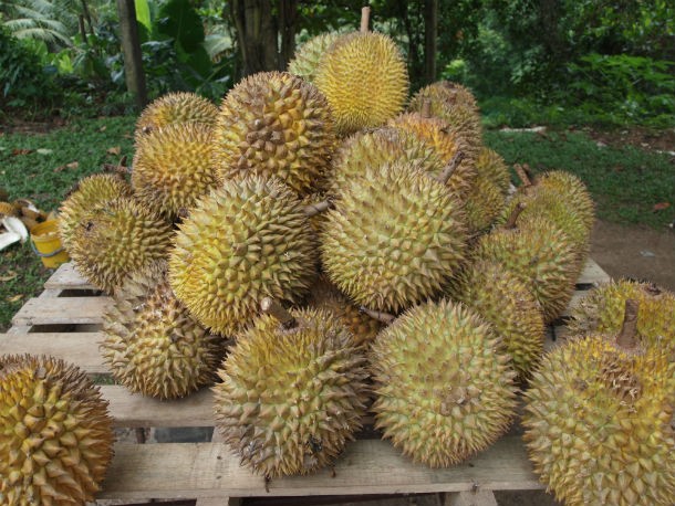 Native to Malaysia and Indonesia, the durian is probably the most “divisive” fruit in the world. Some people either really like it or really don’t. Those who don’t like it have described the fruit’s taste as “completely rotten, mushy onions”. And then there’s the smell which has been described as “pig-s#$%, turpentine and onions, garnished with a gym sock”. The odor is so potent that many hotels and public establishments in Southeast Asia have permanently banished the fruit from their properties.