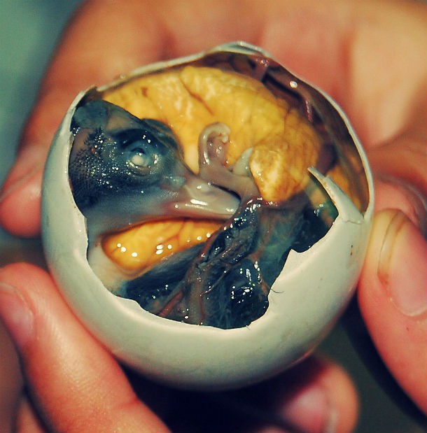 This popular Filipino food is a developed duck embryo boiled alive and eaten in its egg. The eighteen-day-old fertilized duck egg has revolted even the most daring foodies with its carnal textures, earning it lofty rankings on many a “most disgusting or strange food” list.