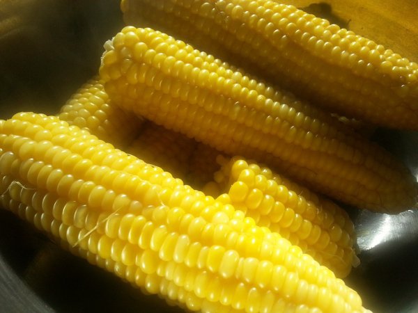 Corn is grown on every single continent except for antarctica.