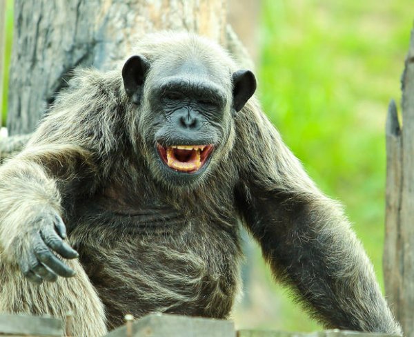 All apes are capable and likely to laugh when they are tickled.