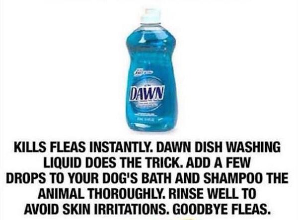 liquid - Dawn Kills Fleas Instantly. Dawn Dish Washing Liquid Does The Trick. Add A Few Drops To Your Dog'S Bath And Shampoo The Animal Thoroughly. Rinse Well To Avoid Skin Irritations. Goodbye Fleas.