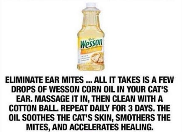 wesson vegetable oil - Wesson Eliminate Ear Mites ... All It Takes Is A Few Drops Of Wesson Corn Oil In Your Cat'S Ear. Massage It In, Then Clean With A Cotton Ball. Repeat Daily For 3 Days. The Oil Soothes The Cat'S Skin, Smothers The Mites, And Accelera