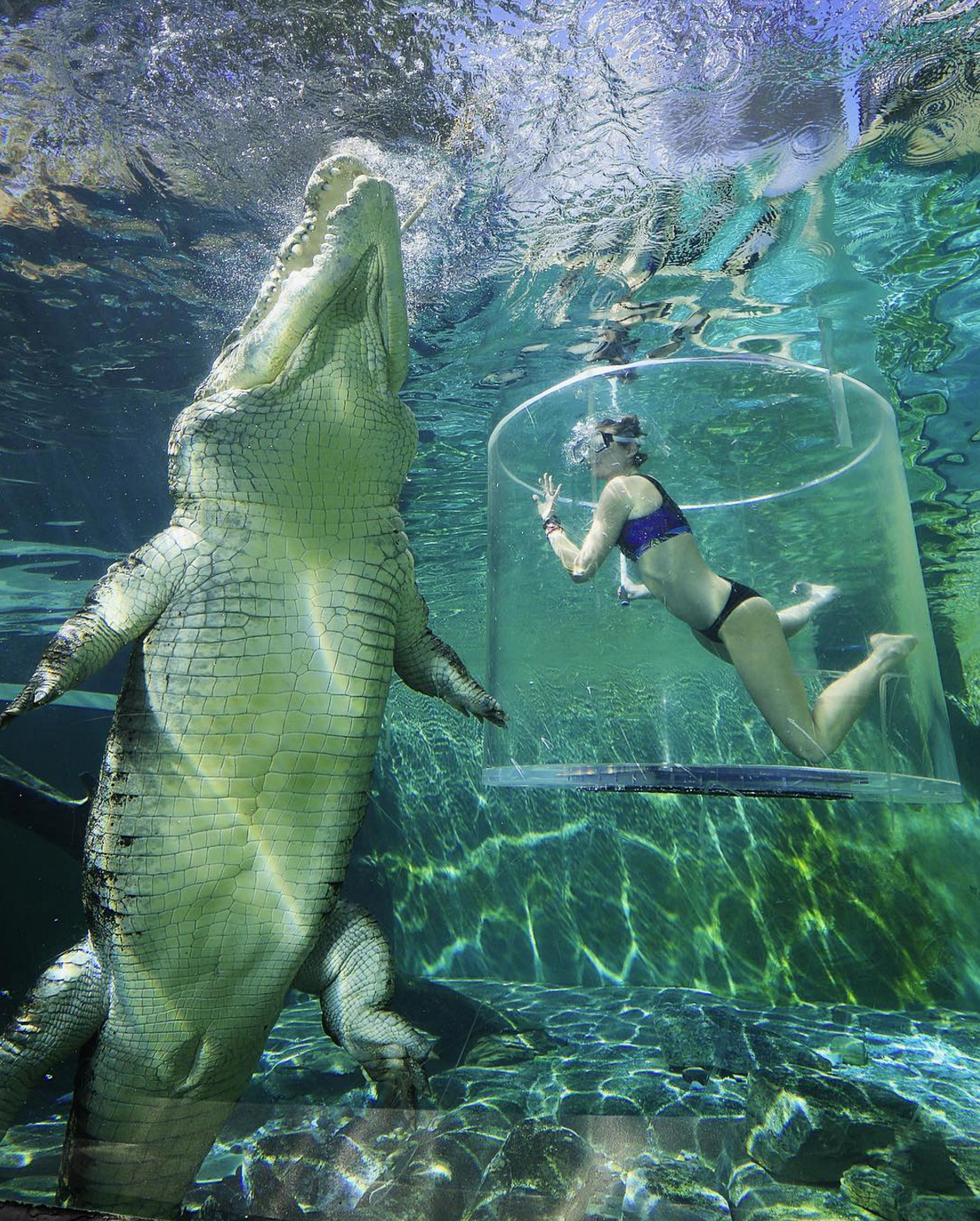 Cage diving with a gigantic crocodile in darwin, australia