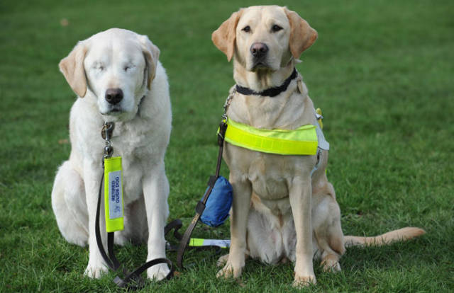 A Blind Dog With a Seeing Eye Dog