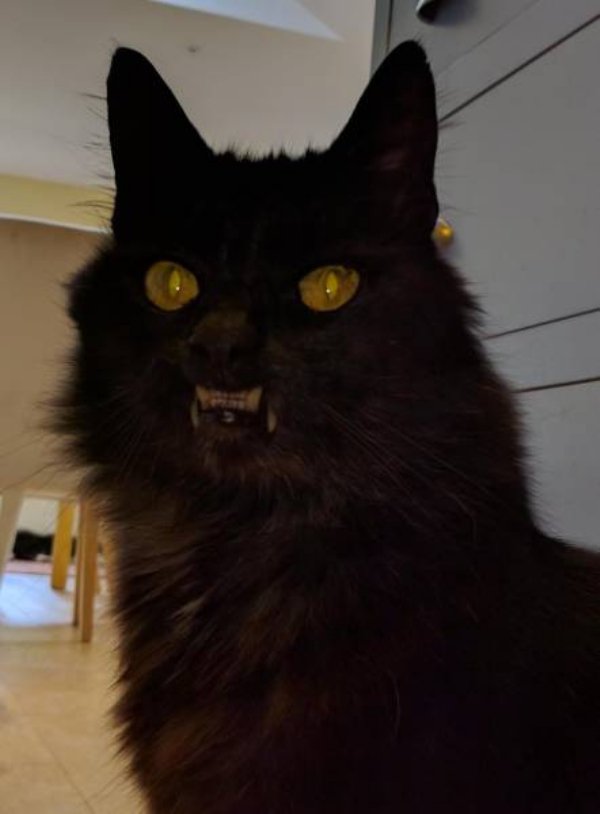 monster that looks like a cat