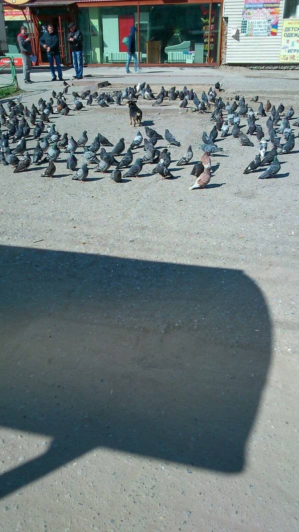 pigeons sacrificing dog