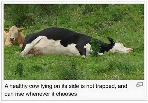 healthy cow lying on its side - A healthy cow lying on its side is not trapped, and can rise whenever it chooses