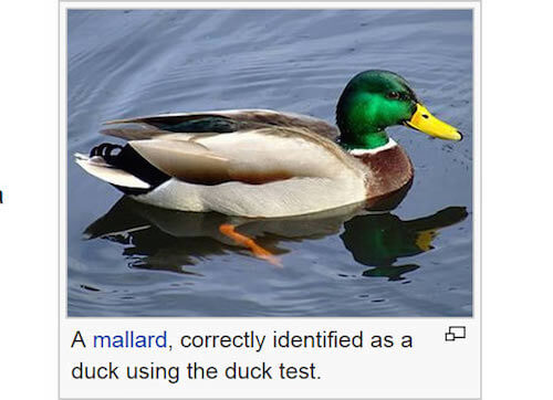 duck sound - A mallard, correctly identified as a duck using the duck test.