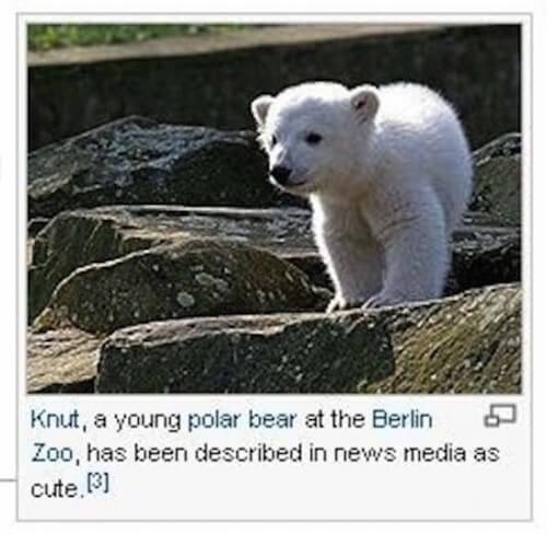 wikipedia caption - Knut, a young polar bear at the Berlin 5 Zoo, has been described in news media as cute. 3