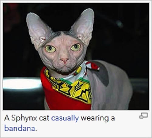 A Sphynx cat casually wearing a bandana.