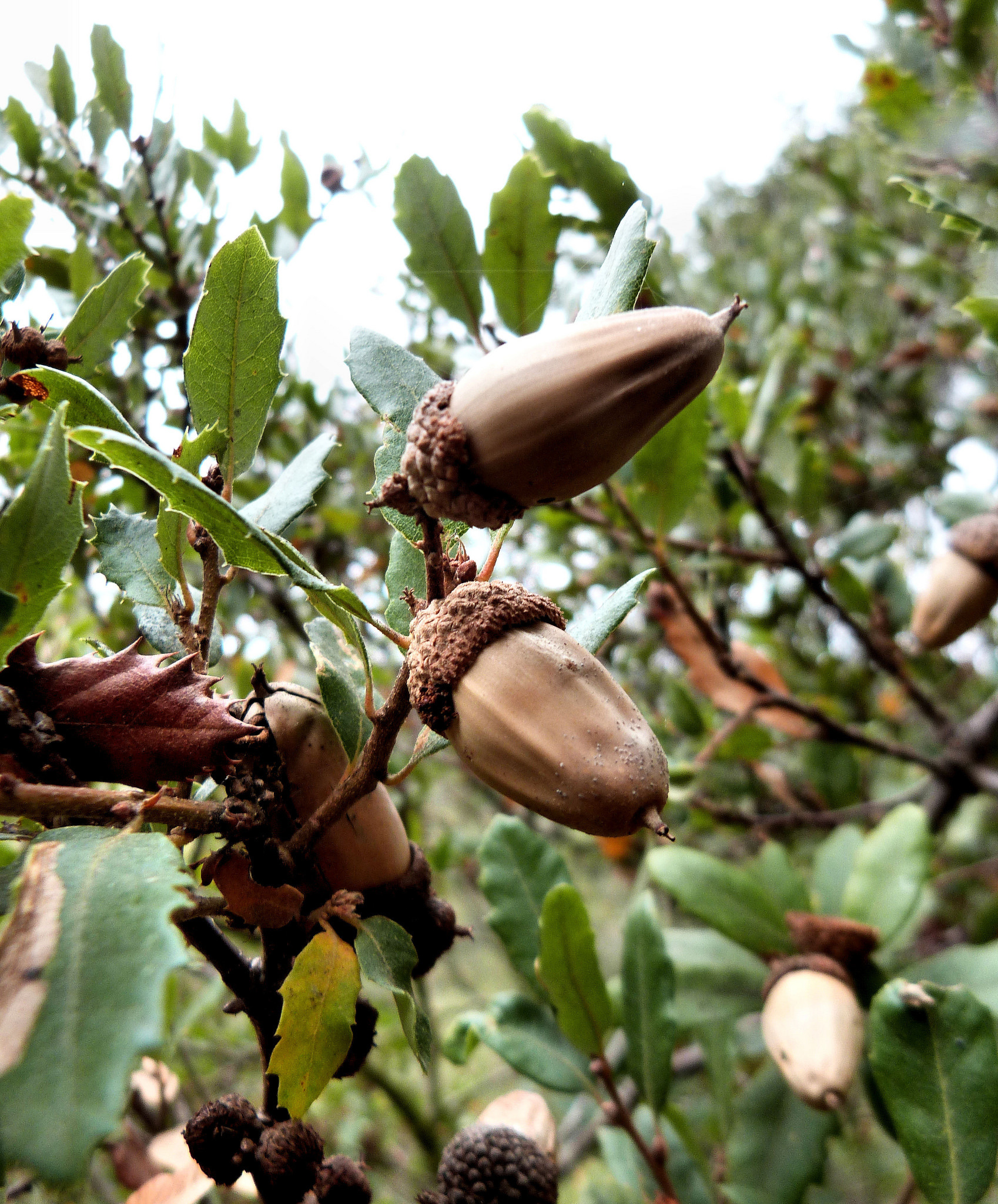 If you ever get lost, use an acorn cap as a whistle.

Getting lost from your group can be very easy, so it's nice to know you can use your surroundings to help you.