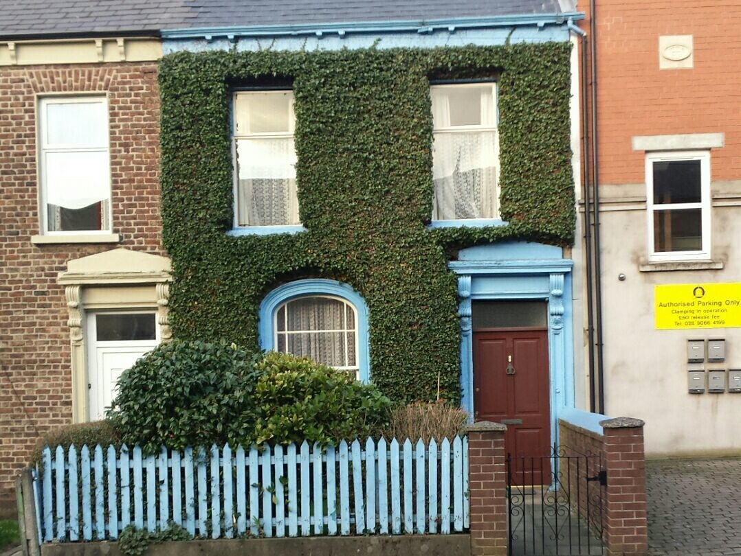 The super neat ivy on this house in Belfast.