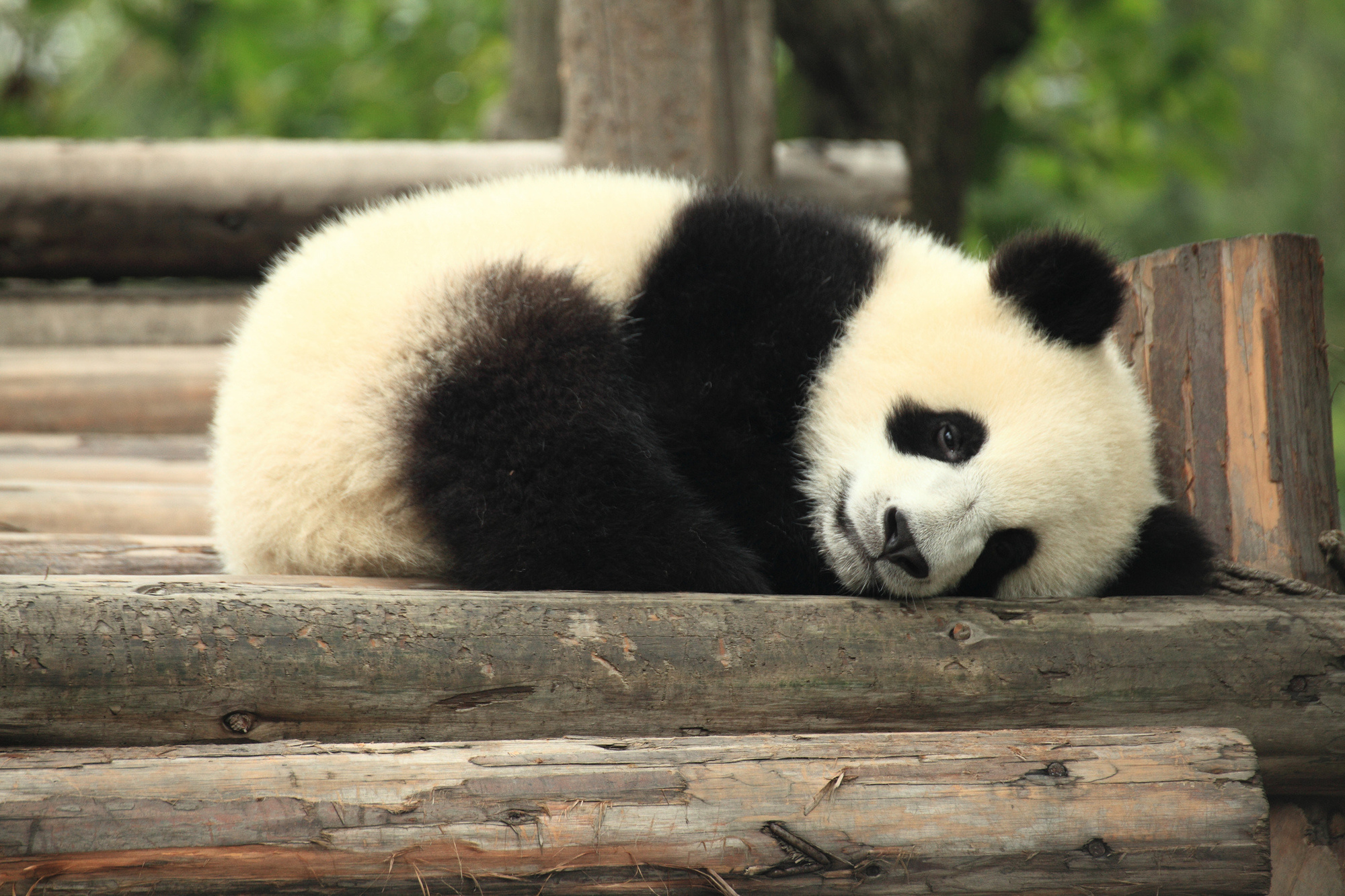 Panda bears are an endangered species. Native to China there are approximately 1,600 bears living in the wild today. A couple hundred more live in captivity.