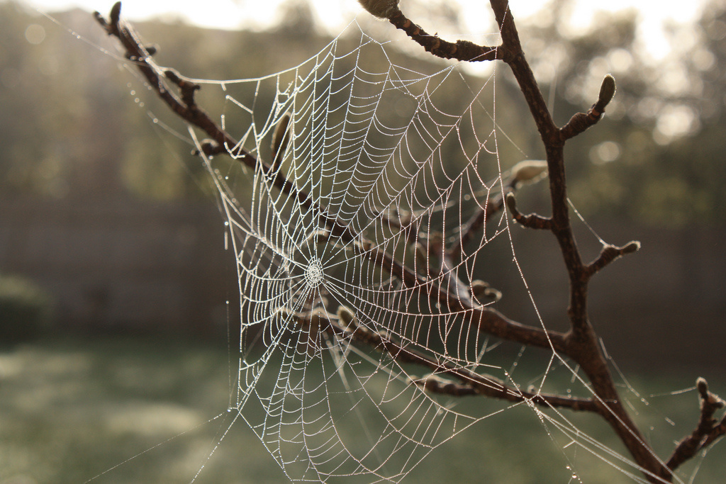 Spiders do not stop making their webs despite being high. Spiders on weed, LSD, caffeine, and mescaline make very intricate and different shape and size webs under the influence.