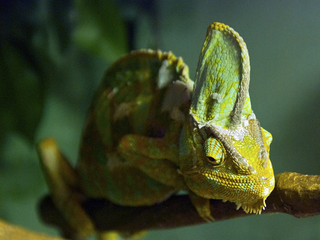 They may be small but a chameleon's saliva is 400 times more sticky than that of humans.