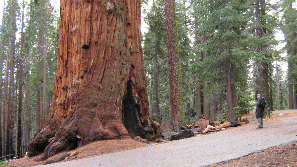 California boasts having the tallest and largest tree in the world.