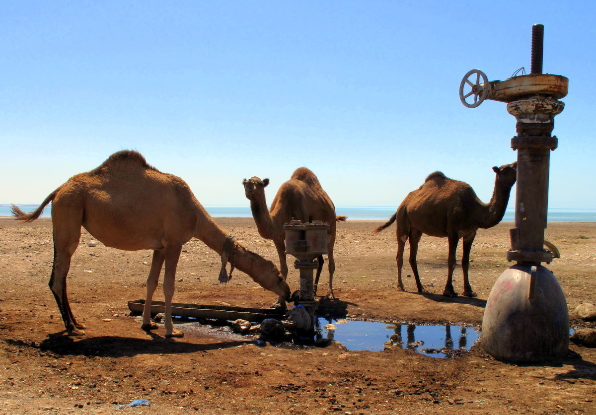 A camel is able to gulp down 53 gallons of water in a mere three minutes.