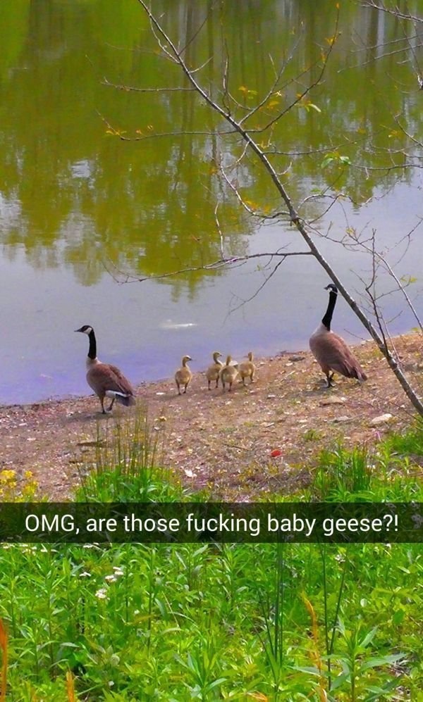 snapchat geese - Omg, are those fucking baby geese?!