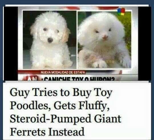 fluffy steroid pumped giant ferrets - Nueva Modalidad De Estafa Inlcanicue Tov Vidang Guy Tries to Buy Toy Poodles, Gets Fluffy, SteroidPumped Giant Ferrets Instead