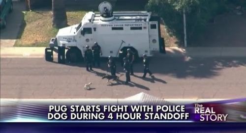 funny news headlines - Pug Starts Fight With Police Real Dog During 4 Hour Standoff Story