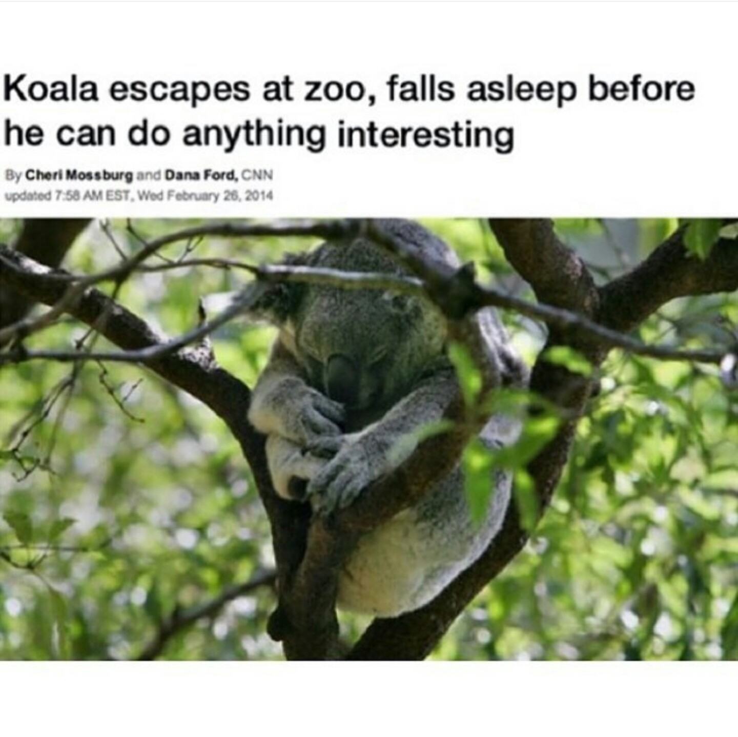 koala escapes zoo falls asleep - Koala escapes at zoo, falls asleep before he can do anything interesting By Cheri Mossburg and Dana Ford, Cnn updated Est, Wed