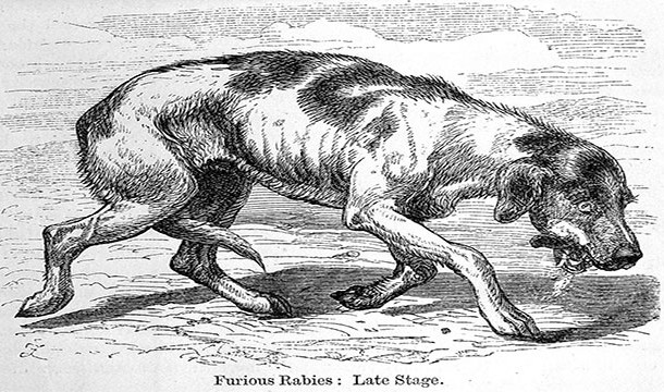 rabies in animals - Gu Xx w Were Furious Rabies Late Stage.