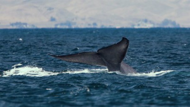 blue whale atlantic