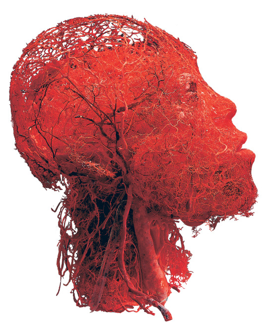Blood vessels of the head