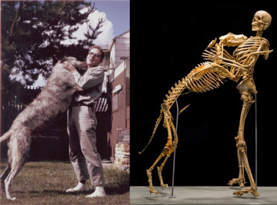 Same guy, same dog. Grover Krantz donated his body to science. His skeleton was articulated along with the skeleton of one of his beloved dogs and displayed in the Smithsonian’s National Museum of Natural History