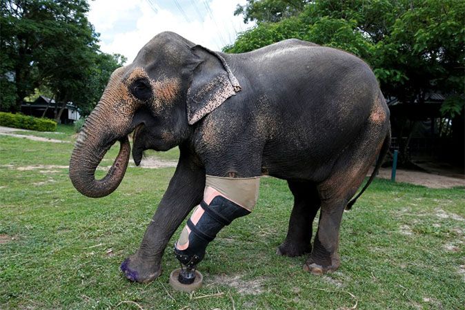 Mosha, the elephant injured by a landmine, receives new prosthetic leg