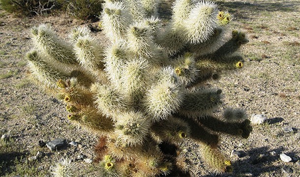 Don’t be deceived, that fuzzy look is only due to the high density of sharp spines covering its stem. The spines are extremely painful and very hard to remove from the skin.