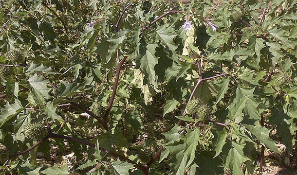 This plant is part of the nightshade family and is a powerful deliriant, meaning that it can cause extremely realistic and terrifying hallucinations if ingested.