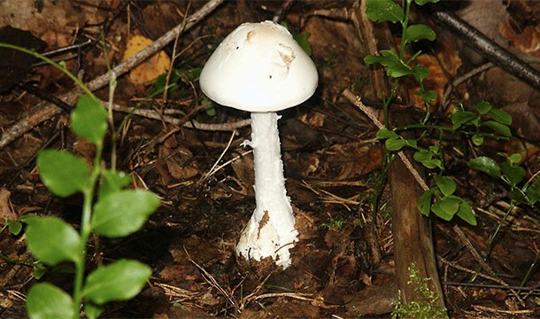 Although not technically plants, these mushrooms are some of the most toxic on Earth and are responsible for most cases of mushroom poisoning.