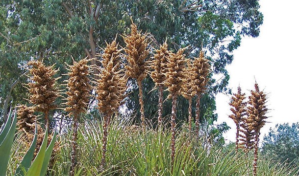 Officially called the Puya chilensis, this plant is native to Chile and apparently can cause medium sized animals like sheep to get tangled in its spines. The animal will often starve to death and provide the plant with nutrients.