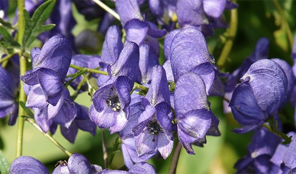 Officially known as Aconitum napellus, just touching it can send you to the hospital. High doses (typically via ingestion) can kill you.